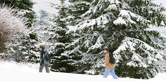 Students walk along a path bordered by snow covered trees.