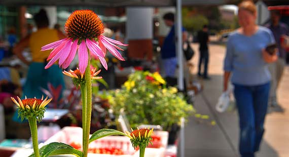UMD's weekly Summer Market Day features local artists, flowers, and produce.