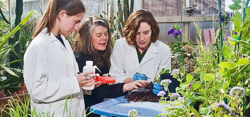 Julie Etterson (center), associate professor of biology, and her team are researching climate change and the genetics of plant migration and adaptation. UMD student Rachel Toczydlowski (l) and lab technician and 2010 UMD alumna Jessica Chatterton (r) examine plant roots in the UMD greenhouse.