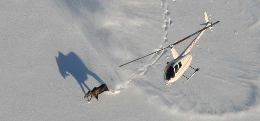 Helicopter crew move in to tranquilize a moose in Quetico Provincial Park, Ontario, as part of a research project led by UMD's Natural Resources Research Institute. The project is the largest ever undertaken to understand why Minnesota's moose populations may be declining.