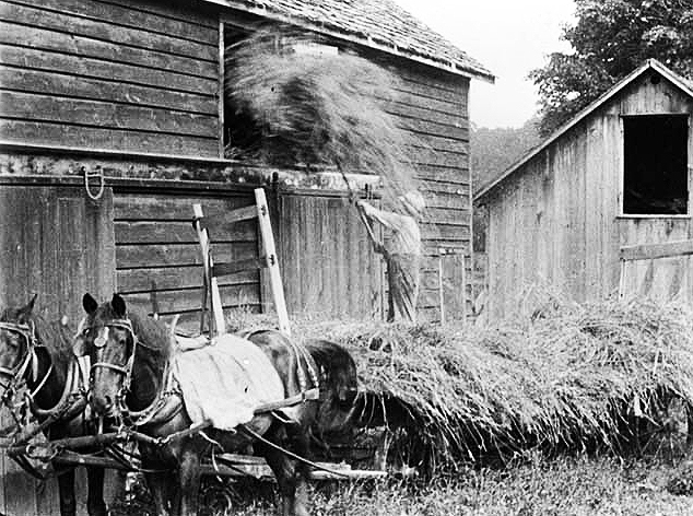 Unloading hay by hand, ca. 1915.