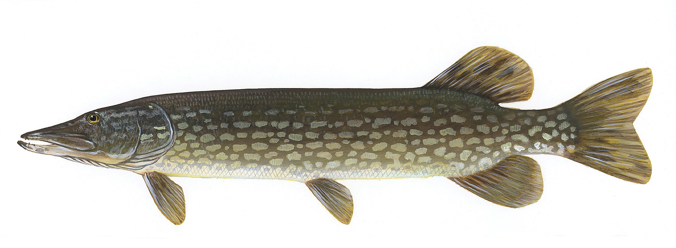 Northern Pike (Esox lucius).