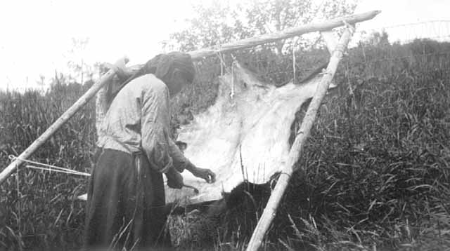 Scraping Hide