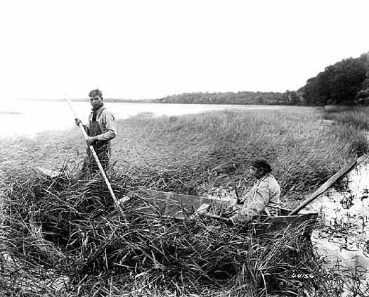 Chippewa Indians gathering wild rice, 1925