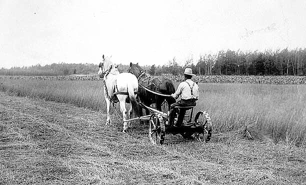 Cutting hay with sickle bar mower, ca. 1910.