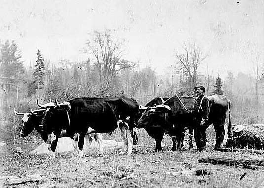 Oxen pulling log, ca. 1905.