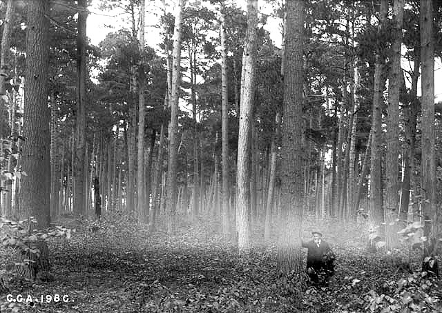 Man standing in forest near Wilkinson Station, west shore of Leech Lake, on ceded Indian reservation land, 1900.