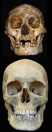 Comparison of "Hobbit" skull and skull of Homo sapiens.
