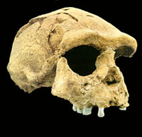 Schedel van de homo erectus, in Java (Sangiran) gevonden