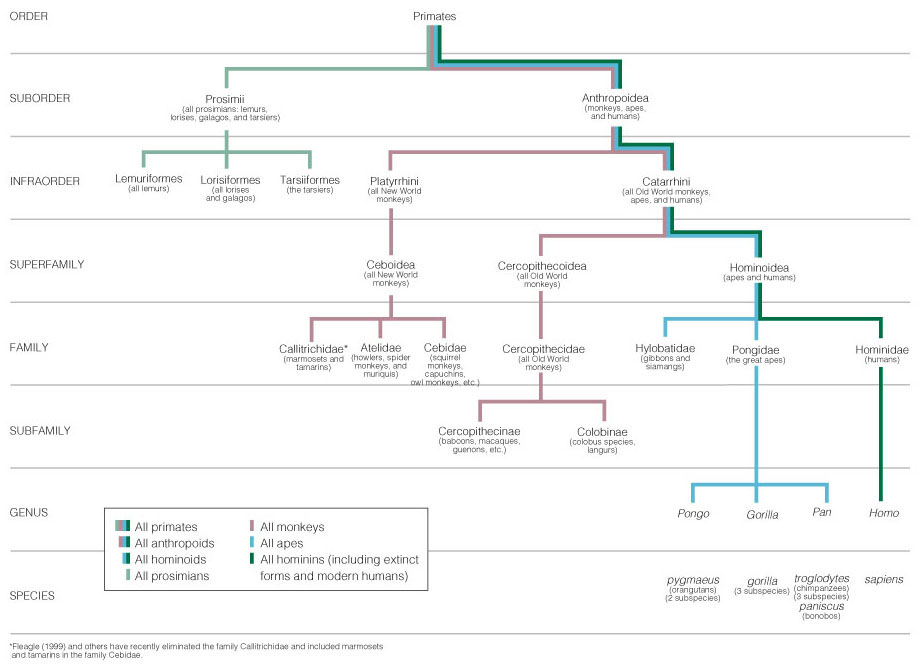 Primate Evolution Chart