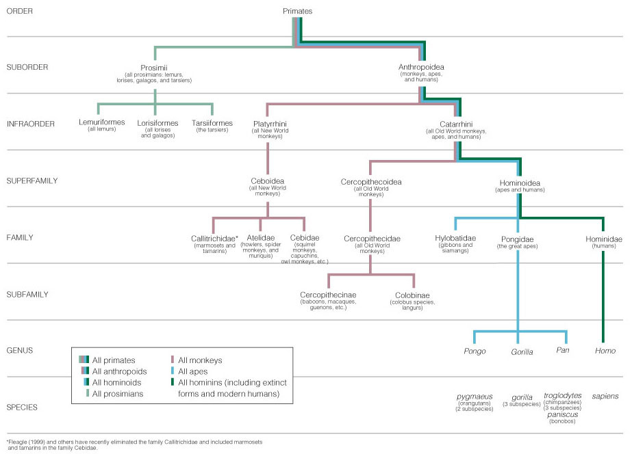 Primate Classification Chart