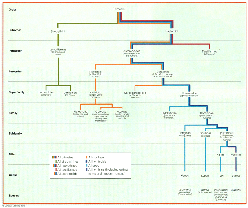 Primate taxonomic classification.  This abbreviated taxonomy illustrates how primates are grouoped into increasingly specific categories.  Only the more general categories are shown, except for the great apes and humans.