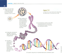 A model of a human chromosome. . . .