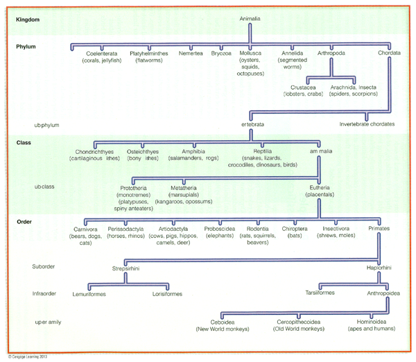 Classification chart, modified from Linnaeus.