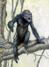 Pierolapithecus