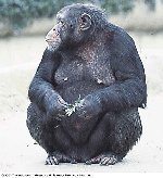 Female chimpanzee