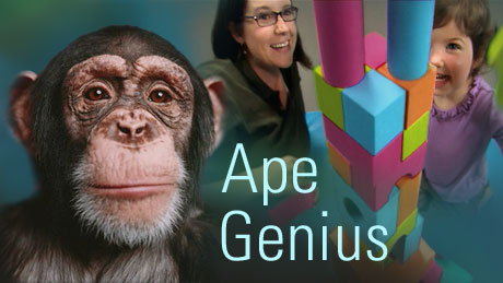 Video: Ape Genius
