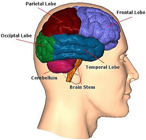 Image of brain areas.