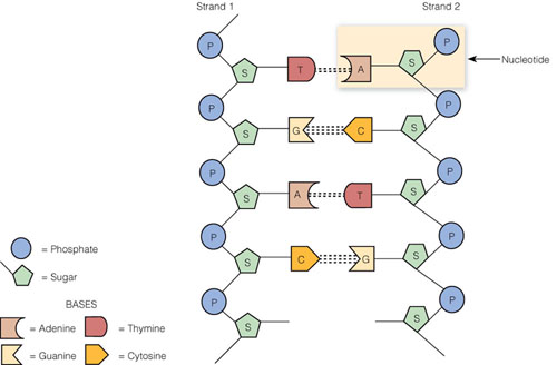 Part of a DNA molecule. The illustration shows the two DNA strands with the sugar and phosphate backbone and the bases extending toward the center.