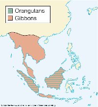 Geographical distribution of modern Asian apes