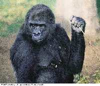 Western lowland gorilla (female)