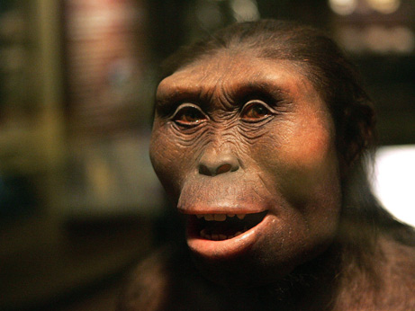  (Australopithecus afarensis).