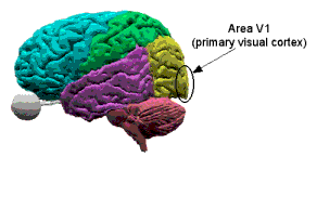 Visual cortext.