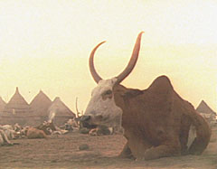 Nuer cattle