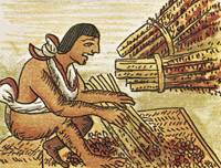 a man threshing amaranth.