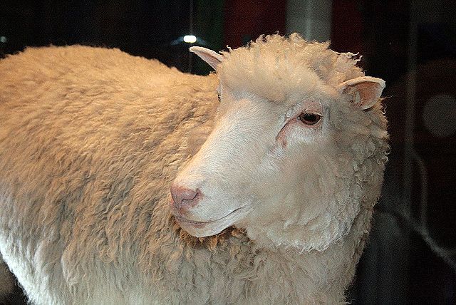 Dolly, the first cloned sheep.