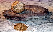 Neolithic grindstone for processing grain.