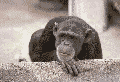 Animated Chimp