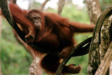 A large male orangutan relaxes on the branch of a tree.