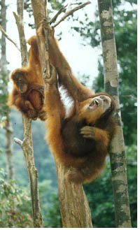 "The orang-utan is literally a 'man of the woods,' also called Mawas (pongo pygmaeus)." 