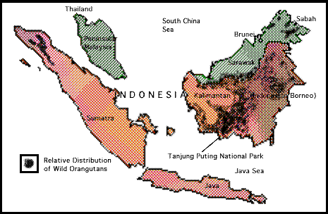Distribution of Contemporary Wild Orangutans 
