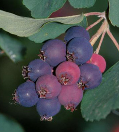 June Berries