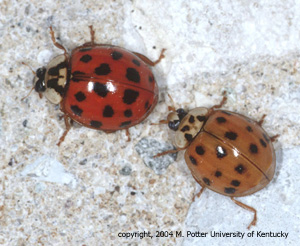 Asian Lady Beetle Bites 104