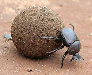 http://www.d.umn.edu/~jmaahs/Criminological%20Theory/Professor%20Maahs%20Insect/dung-beetle.jpg