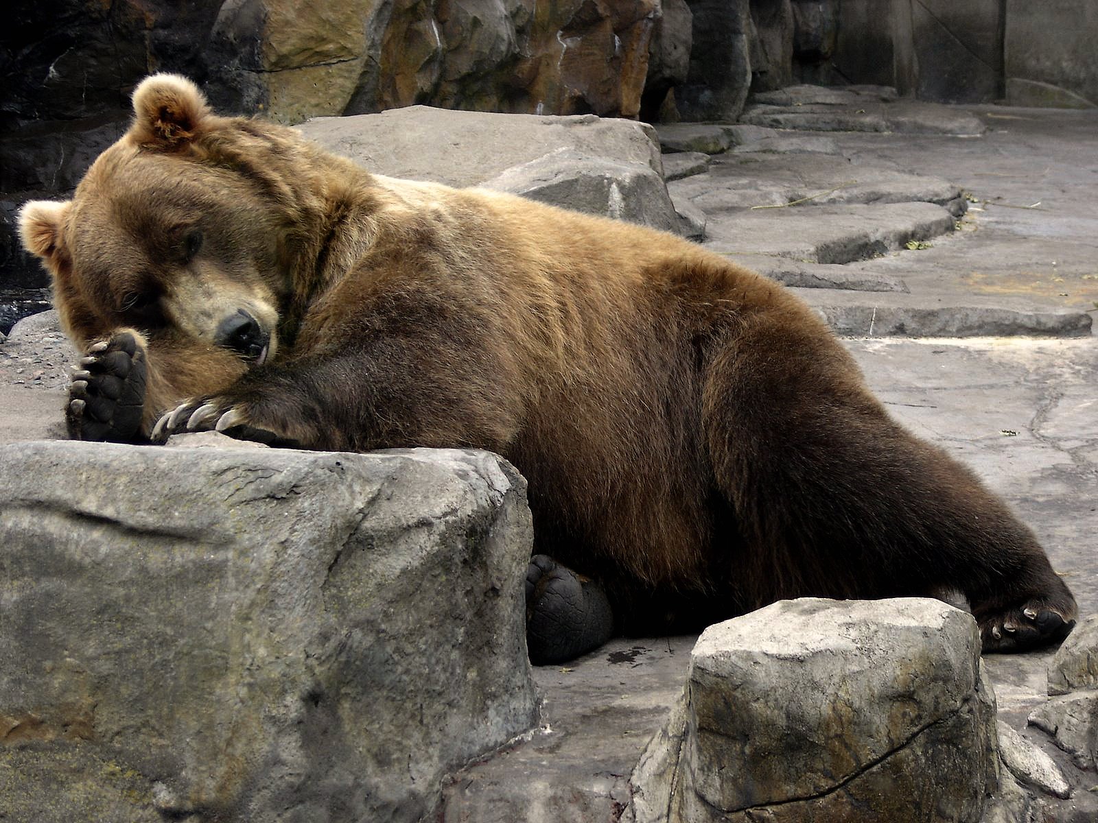 Zoo:  bear