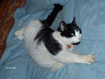 Thumbnail photo of Popper stretching on forbidden bed