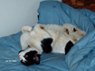 Thumbnail photo of Popper reveling in forbbiden bed