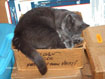 A curled up Clovis sleeping on top of a box (tail dangling down)