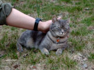 Miss Mouse being petted, eyes closed