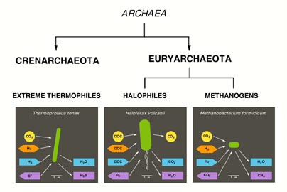 Archaea_Phylog