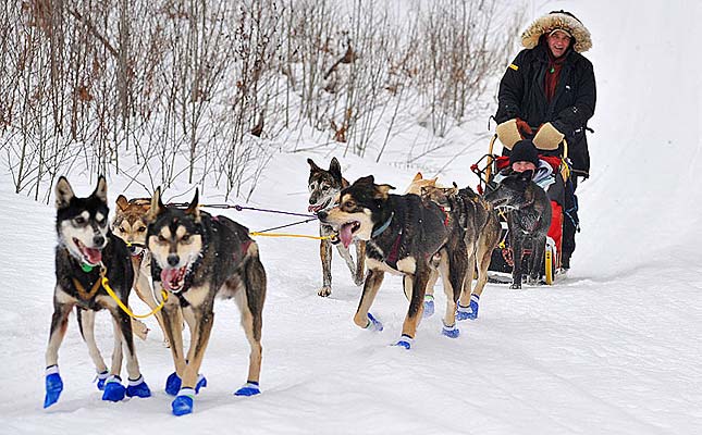 Katherine Cornelius, shown here, got a taste of sled dog racing when UMD catering manager Matt Rossi invited Outdoor Recreation students to see his kennel. Rossi and his team have raced many times, including in the John Beargrease Sled Dog Marathon and Alaska's Iditarod.