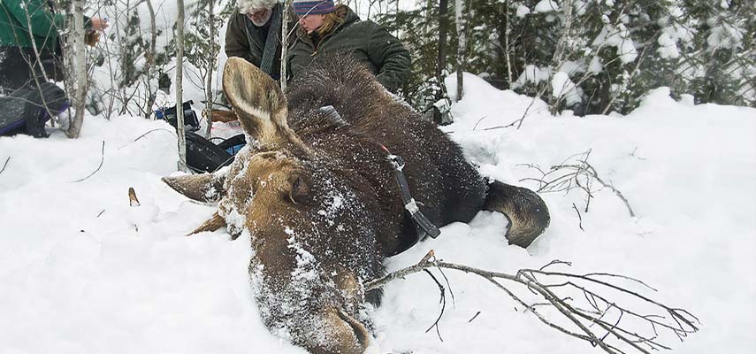 A bull moose gets a health check from Minnesota Department of Natural Resources scientists. They are working with UMD's Natural Resources Research Institute to understand why Minnesota's moose populations may be in decline.