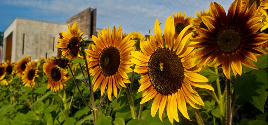 Sunflowers were grown on the UMD campus as part of the 2011 Edible Gardens project.