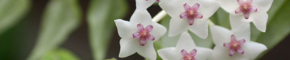 herb sample