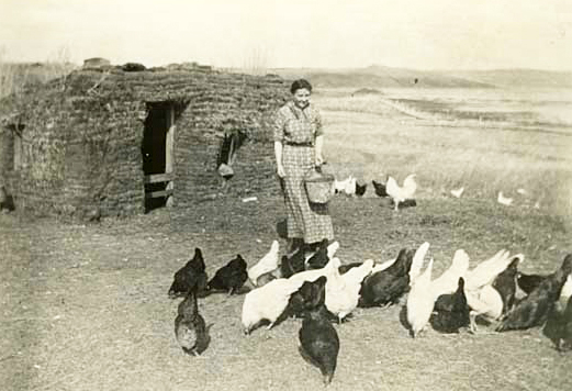 Woman feeding chickens by sod house, North Dakota, ca. 1915.