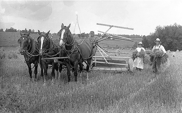 Three horse team and binder, 1931.